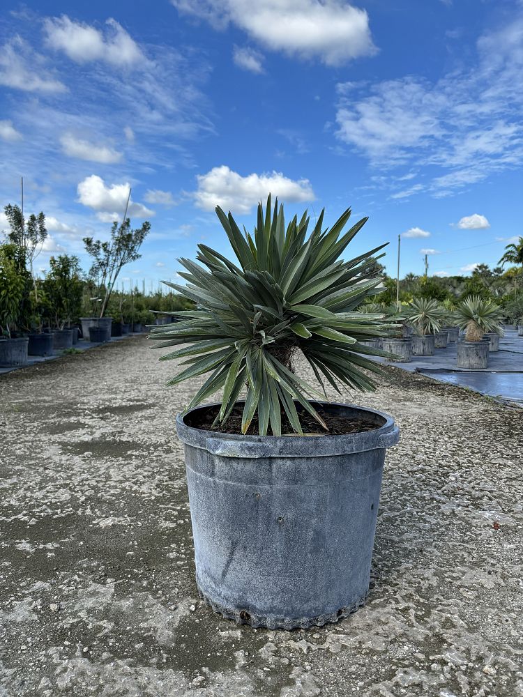 zombia-antillarum-zombi-palm