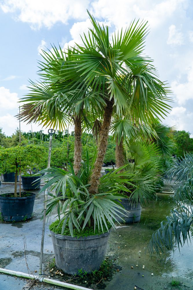 zombia-antillarum-zombi-palm