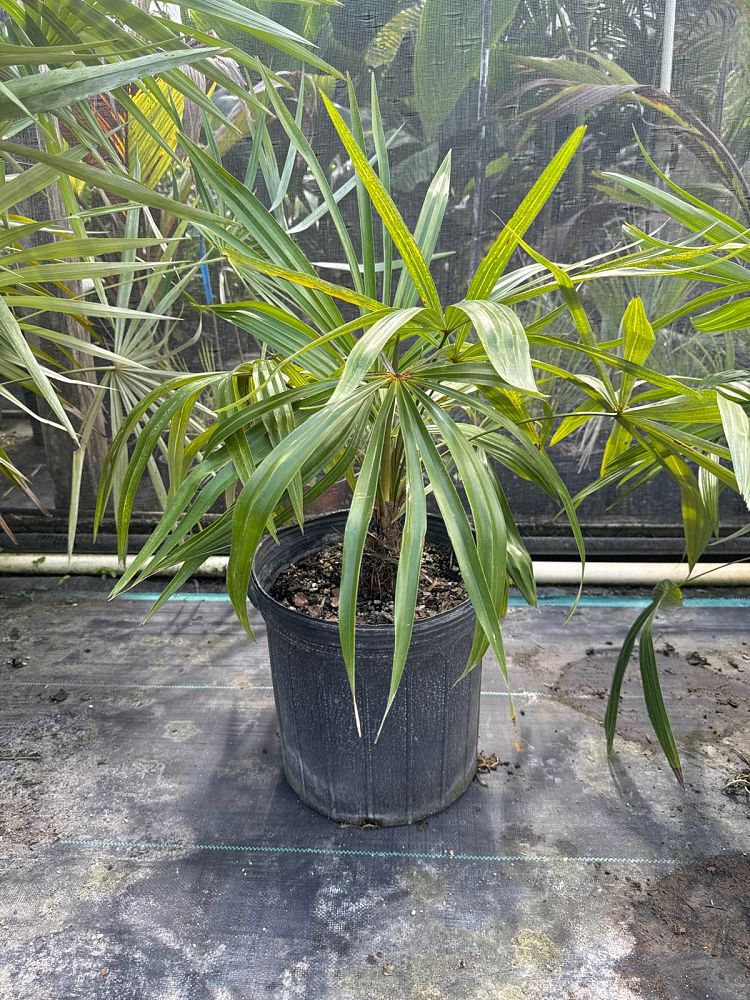 zombia-antillarum-zombi-palm