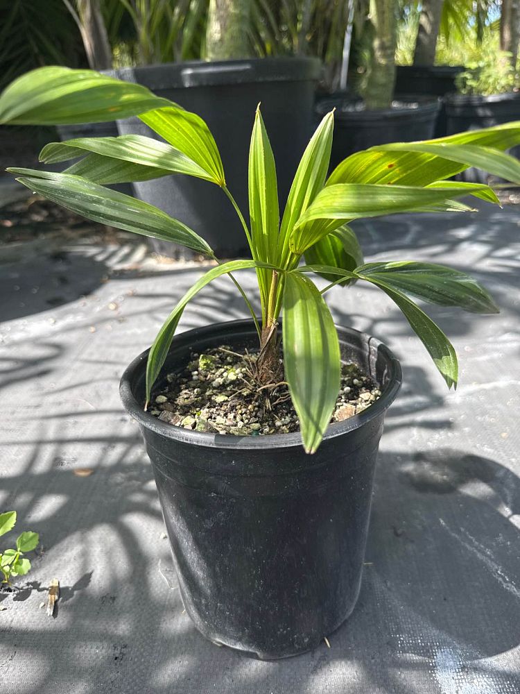 zombia-antillarum-zombi-palm