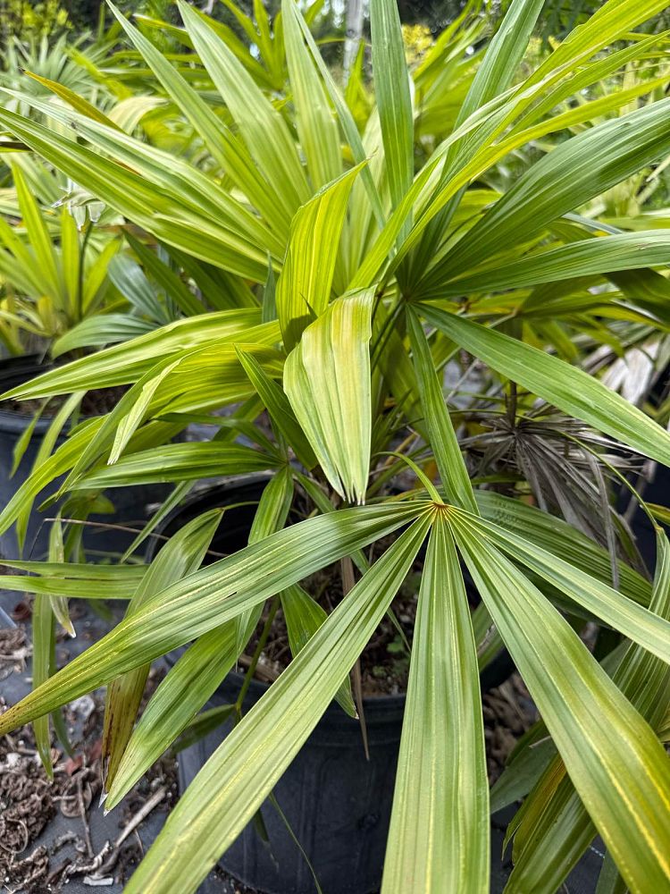 zombia-antillarum-zombi-palm