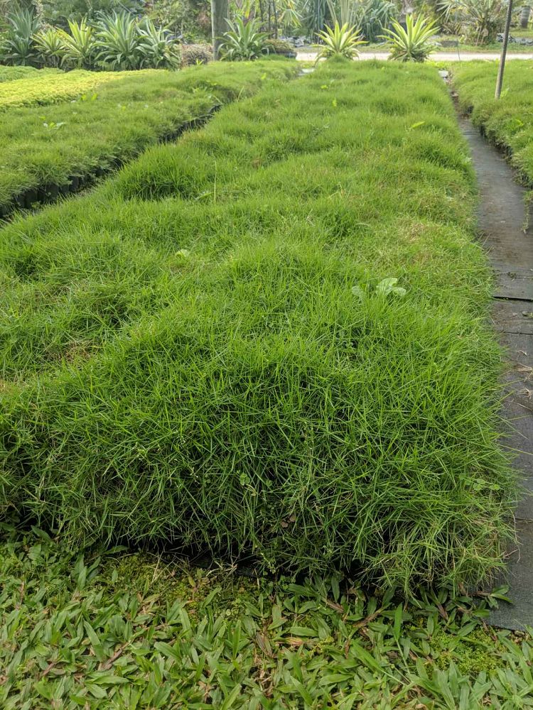 zoysia-lawngrass
