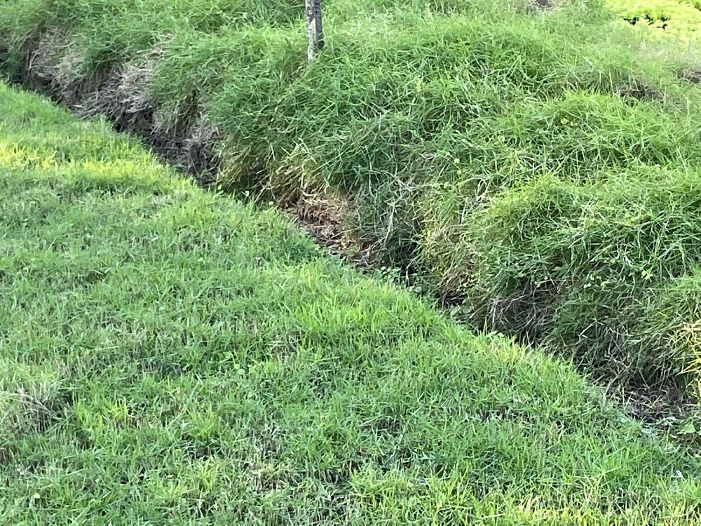 zoysia-lawngrass