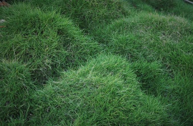 zoysia-tenuifolia-mascarene-grass