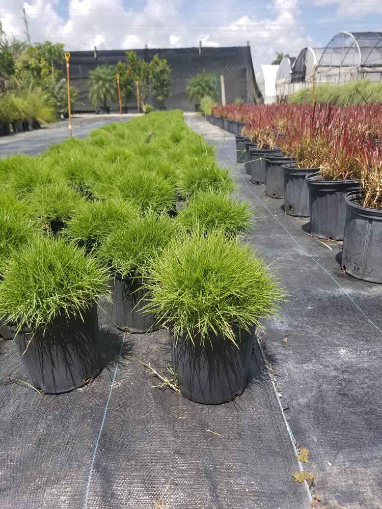 zoysia-tenuifolia-mascarene-grass