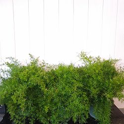 Asparagus fern, Asparagus densiflorus – Wisconsin Horticulture
