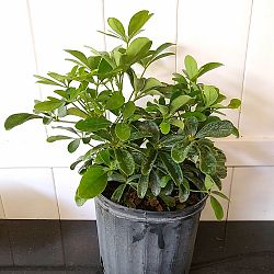 Schefflera arboricola ‘Green’, Umbrella Tree | PlantVine