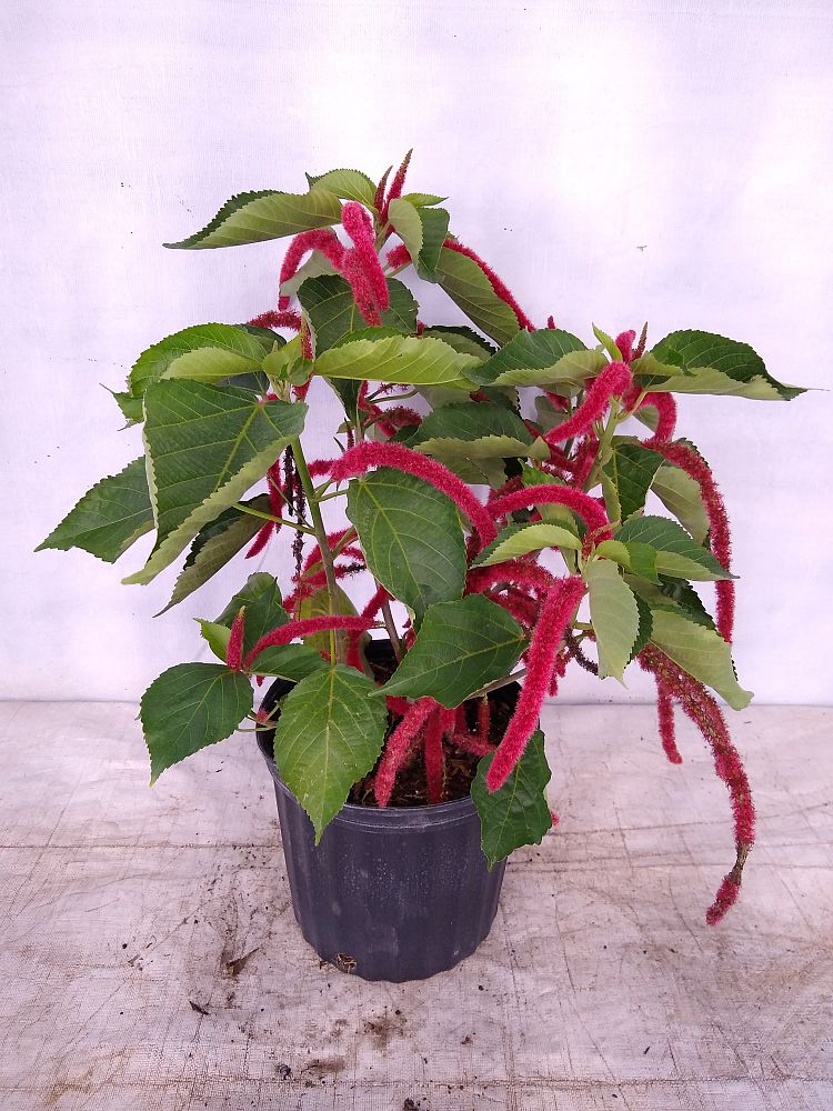 Buy Acalypha hispida, Chenille Plant Free Shipping over 100