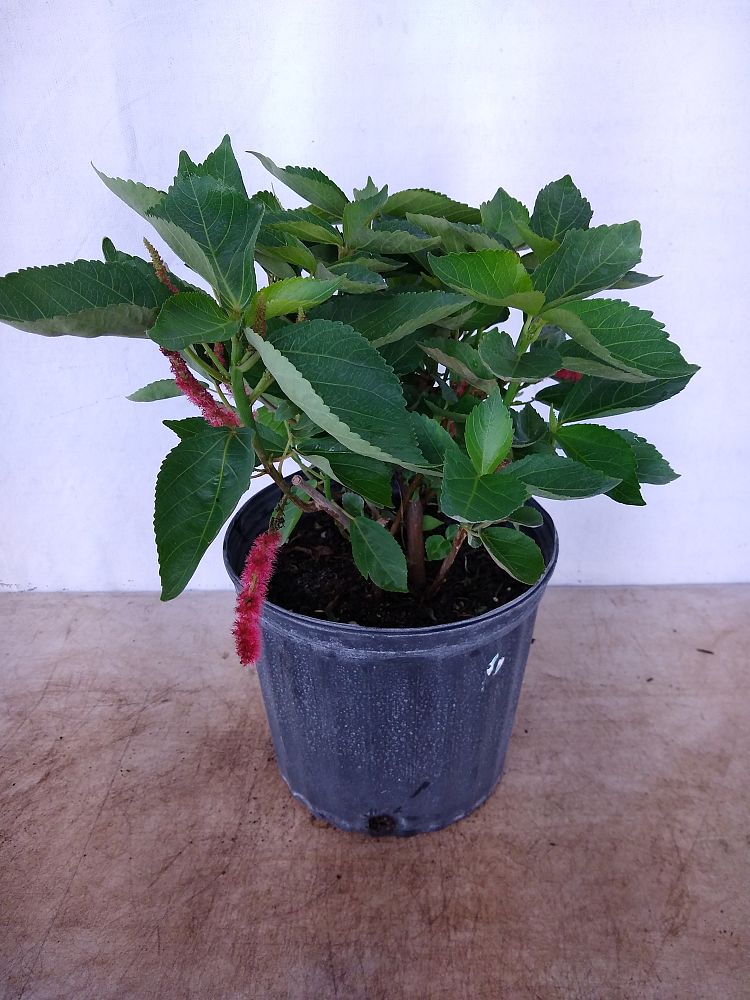 Buy Acalypha hispida, Chenille Plant Free Shipping over 100