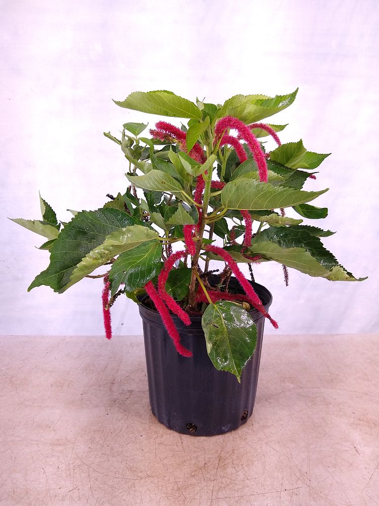 Buy Acalypha hispida, Chenille Plant Free Shipping over 100