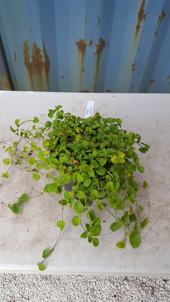 Acalypha pendula, Dwarf Trailing Chenille Plant, Firetail PlantVine