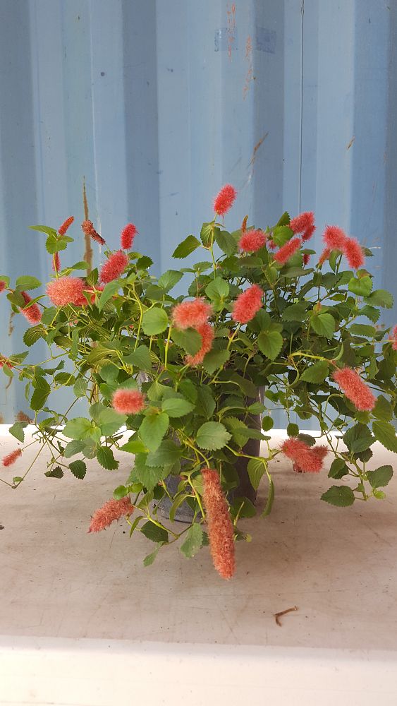 Acalypha pendula, Dwarf Trailing Chenille Plant, Firetail ...