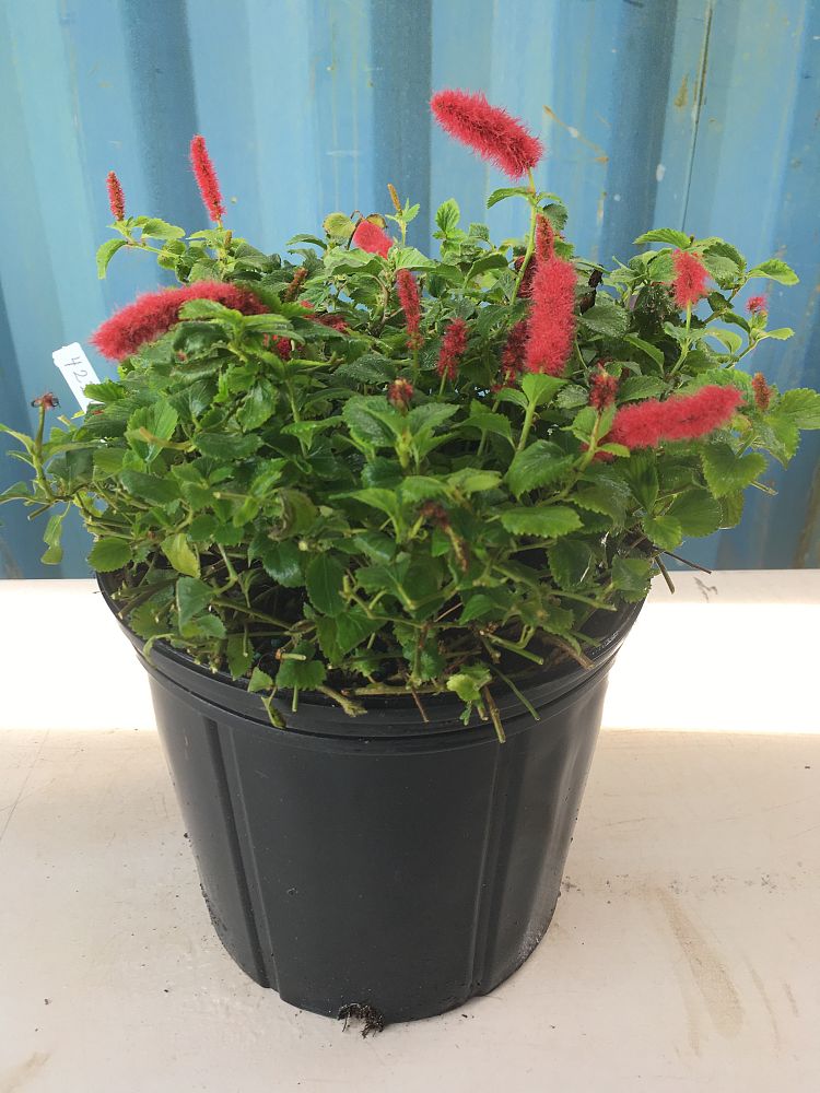 Acalypha pendula, Dwarf Trailing Chenille Plant, Firetail PlantVine