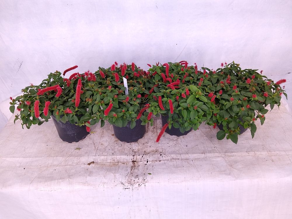 Buy Acalypha pendula, Dwarf Trailing Chenille Plant, Firetail Free