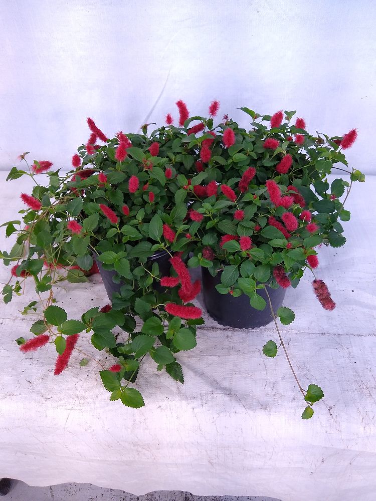 Buy Acalypha pendula, Dwarf Trailing Chenille Plant, Firetail Free
