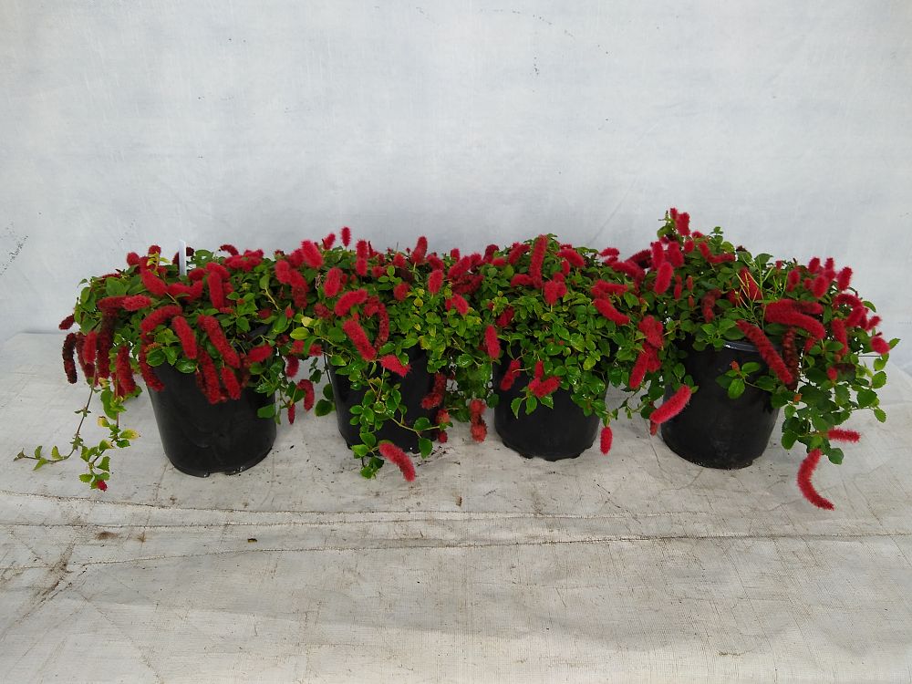 Buy Acalypha pendula, Dwarf Trailing Chenille Plant, Firetail Free