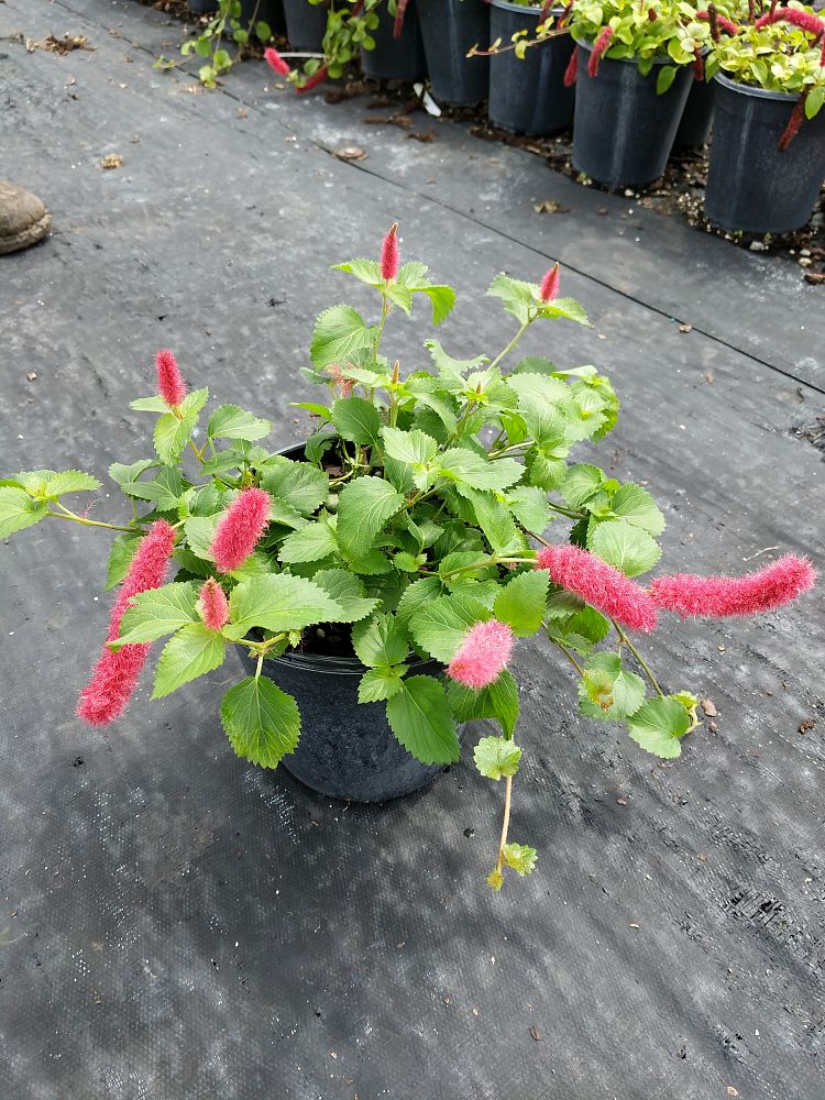 Acalypha pendula, Dwarf Trailing Chenille Plant, Firetail PlantVine