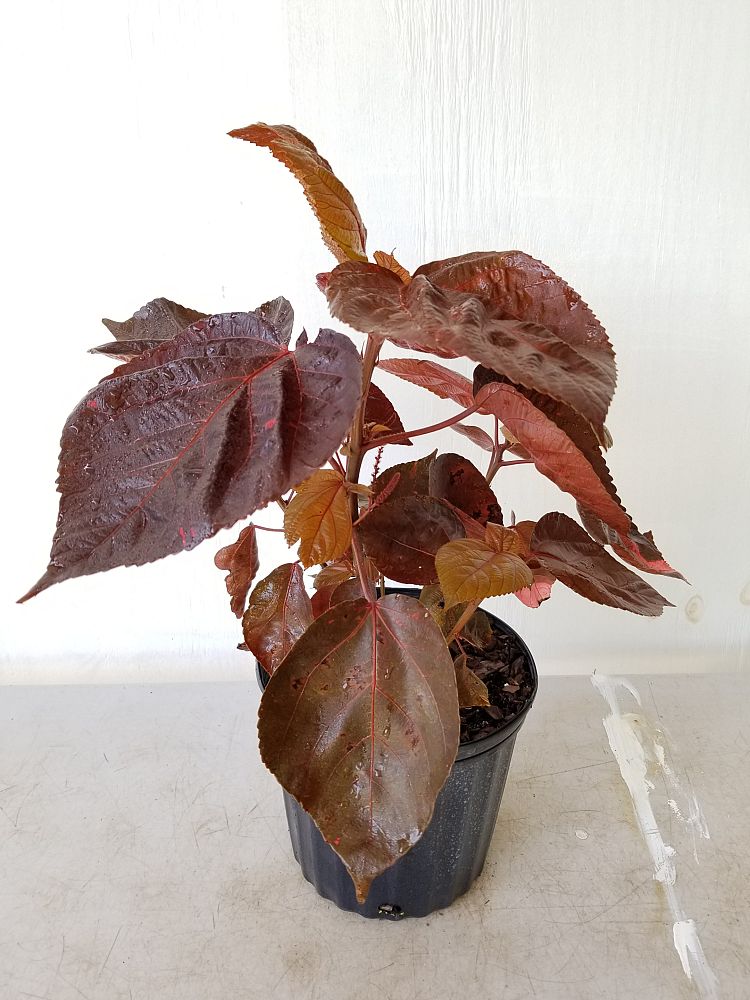 Acalypha wilkesiana ‘Louisiana Red’, Copperleaf | PlantVine