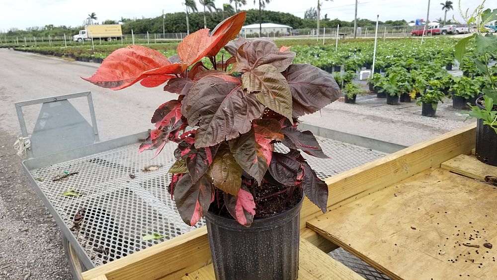 Acalypha wilkesiana ‘Louisiana Red’, Copperleaf | PlantVine