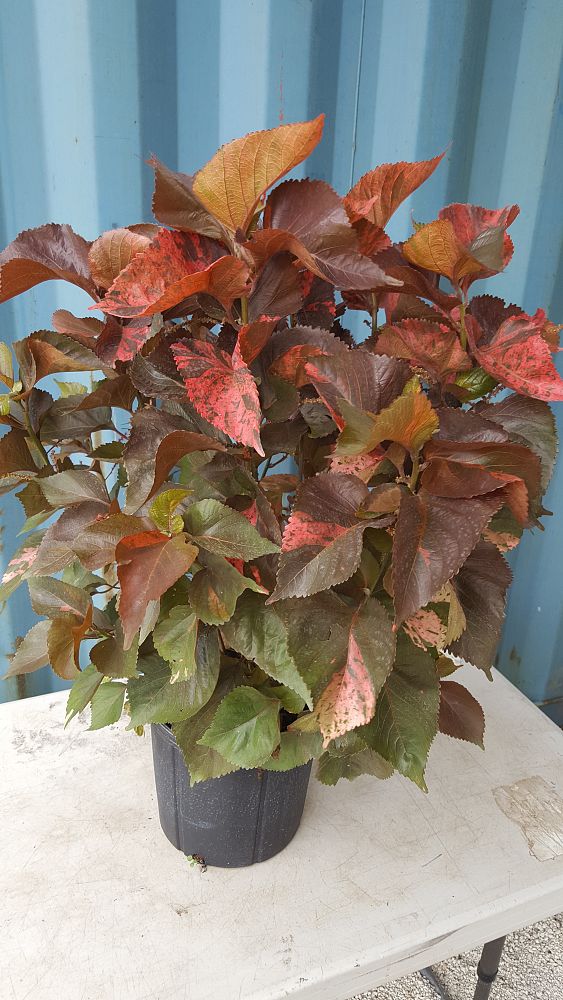 Acalypha wilkesiana 'Louisiana Red', Copperleaf PlantVine