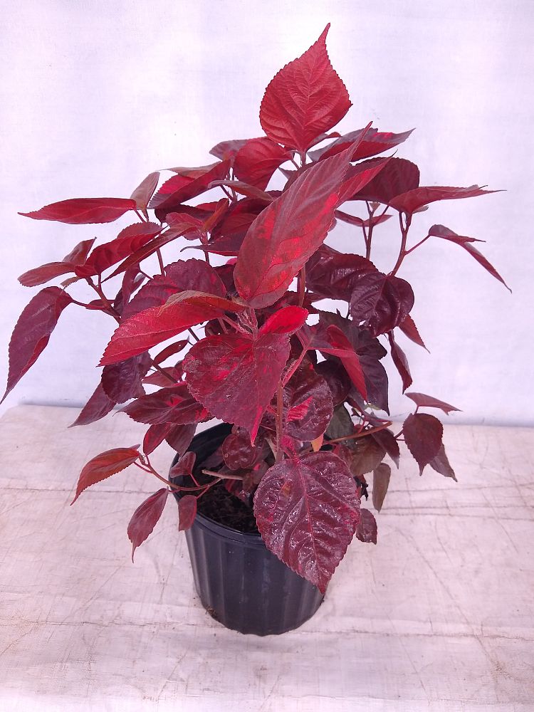 Buy Acalypha wilkesiana ‘Louisiana Red’, Copperleaf | Free Shipping