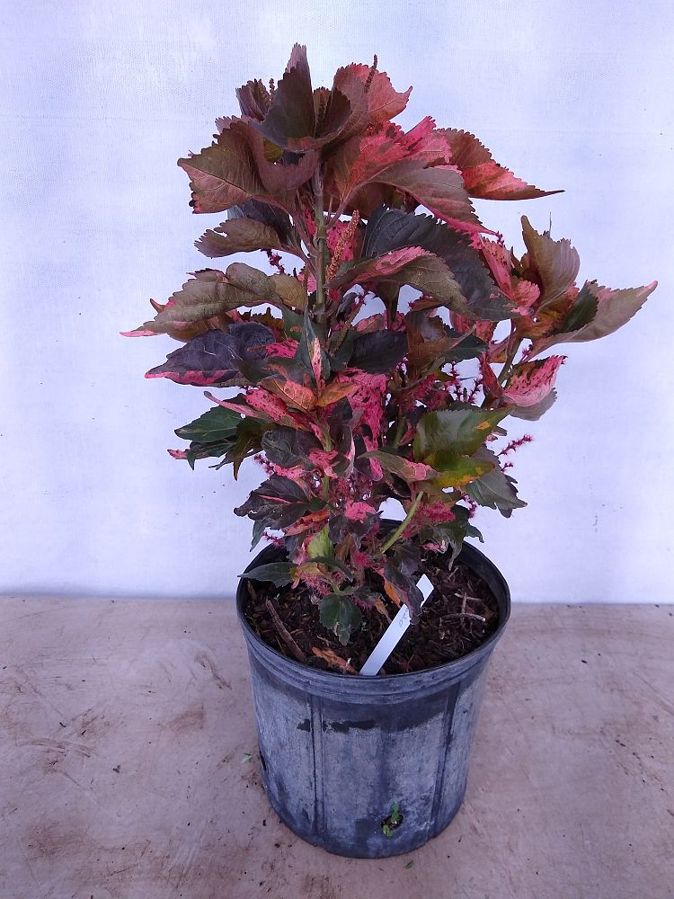 Buy Acalypha wilkesiana 'Louisiana Red', Copperleaf Free Shipping