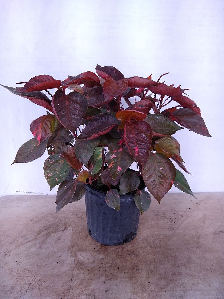 Buy Acalypha wilkesiana 'Louisiana Red', Copperleaf Free Shipping