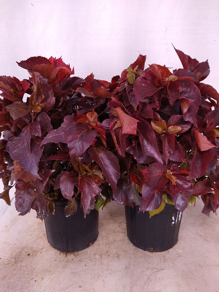 Buy Acalypha wilkesiana 'Louisiana Red', Copperleaf Free Shipping