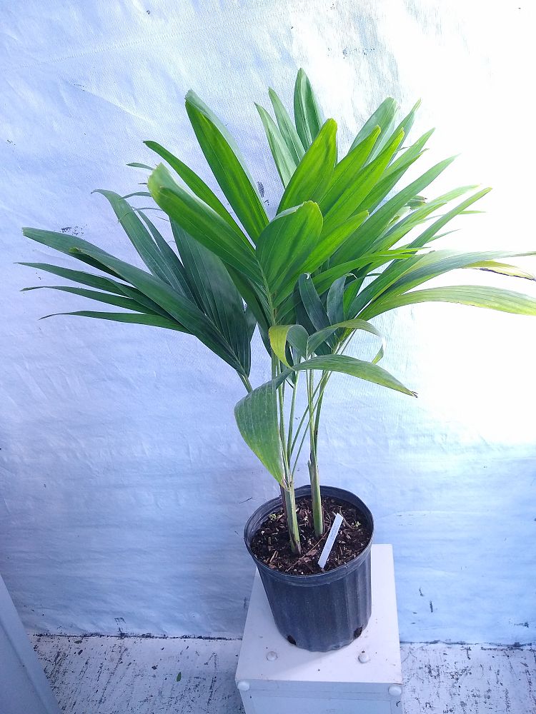 Buy Veitchia merrillii, Christmas Palm, Adonidia merrillii Free