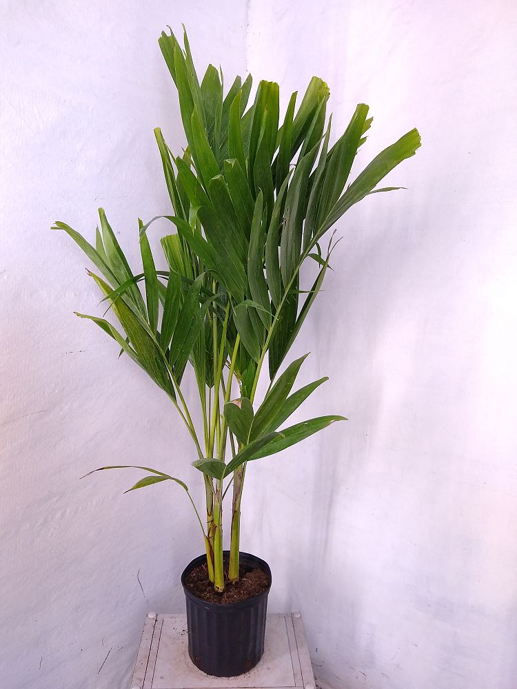 Buy Veitchia merrillii, Christmas Palm, Adonidia merrillii Free