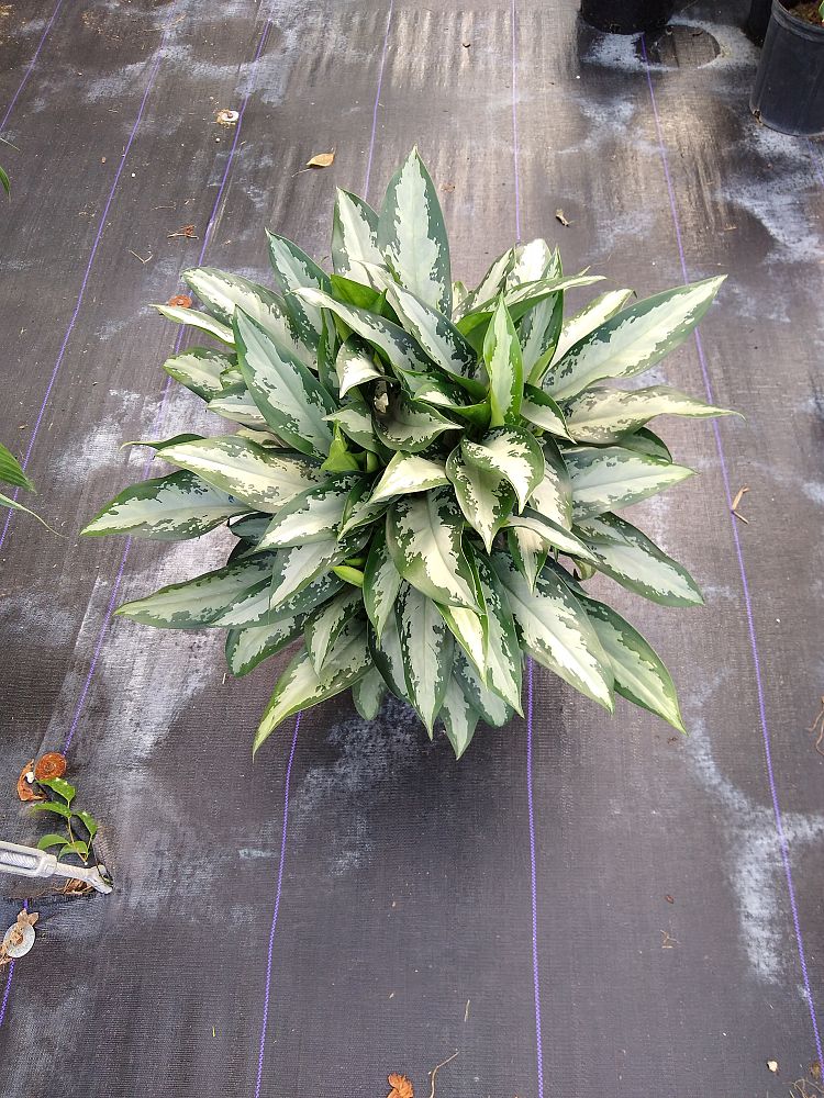 Buy Aglaonema 'Jubilee' | Free Shipping over $100