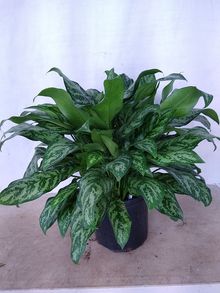 Aglaonema Mary Ann