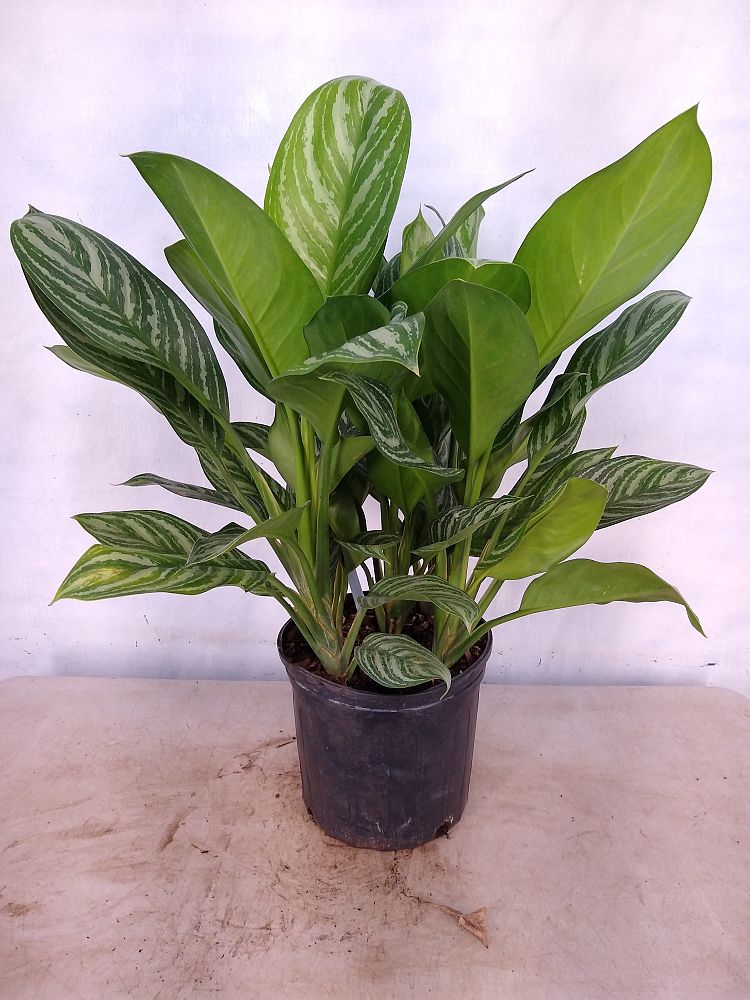 Buy Aglaonema Stripes  Free Shipping over 100