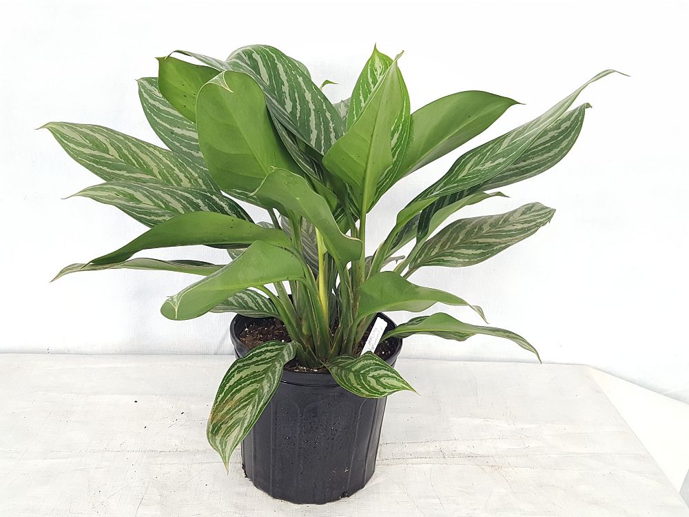 Buy Aglaonema 'Stripes' | Free Shipping over $100