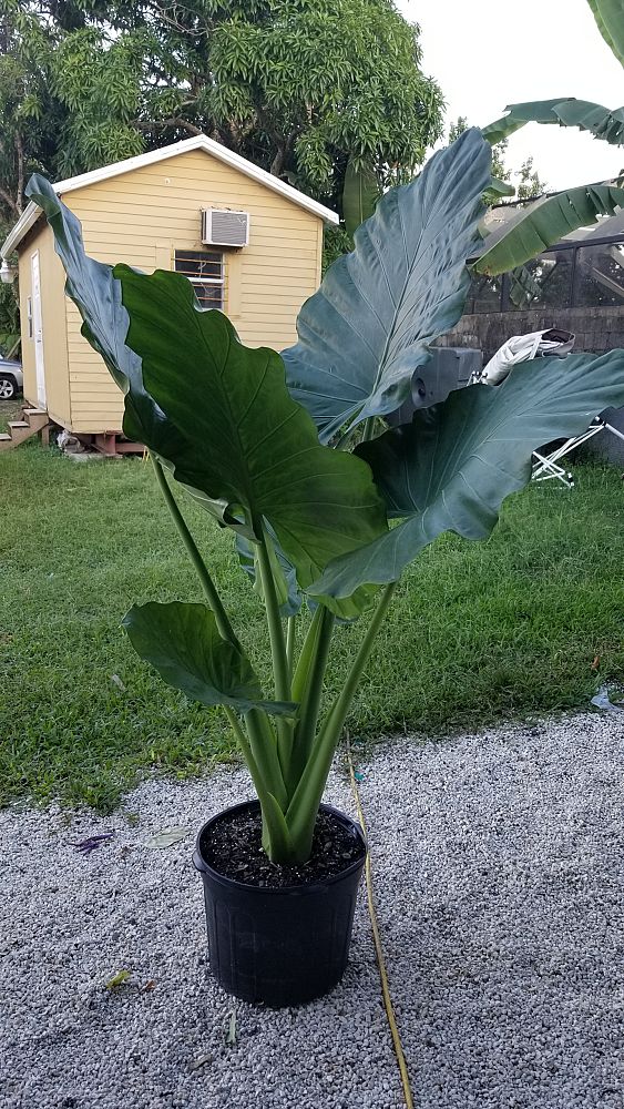 Buy Alocasia 'Calidora', Elephant Ear Free Shipping over 100