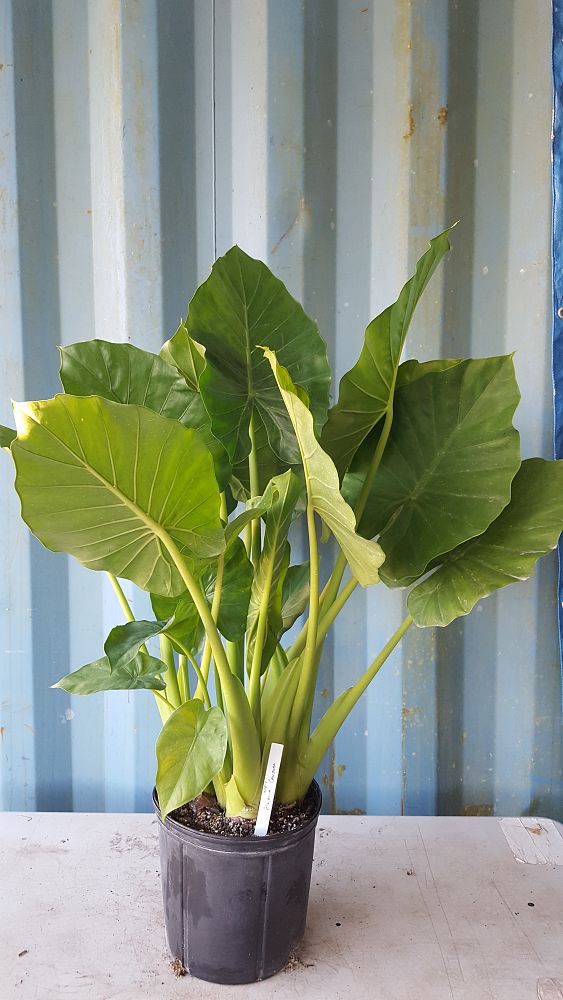 Buy Alocasia 'Calidora', Elephant Ear | Free Shipping over ...