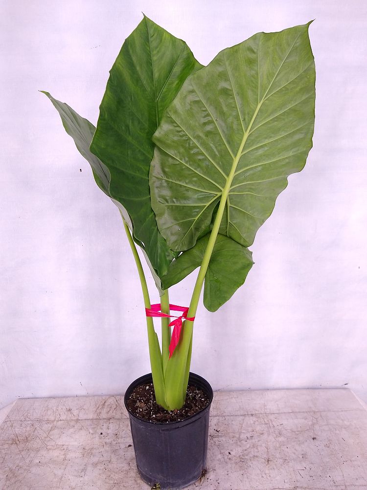 Buy Alocasia 'Calidora', Elephant Ear | Free Shipping over $100