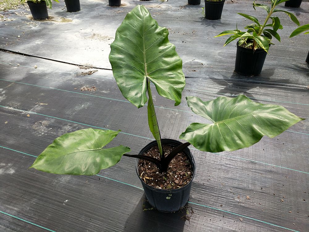 Alocasia macrorrhiza 'Black Stem', Elephant Ear PlantVine