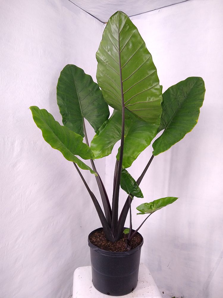 Buy Alocasia macrorrhiza 'Black Stem', Elephant Ear Free Shipping over 100