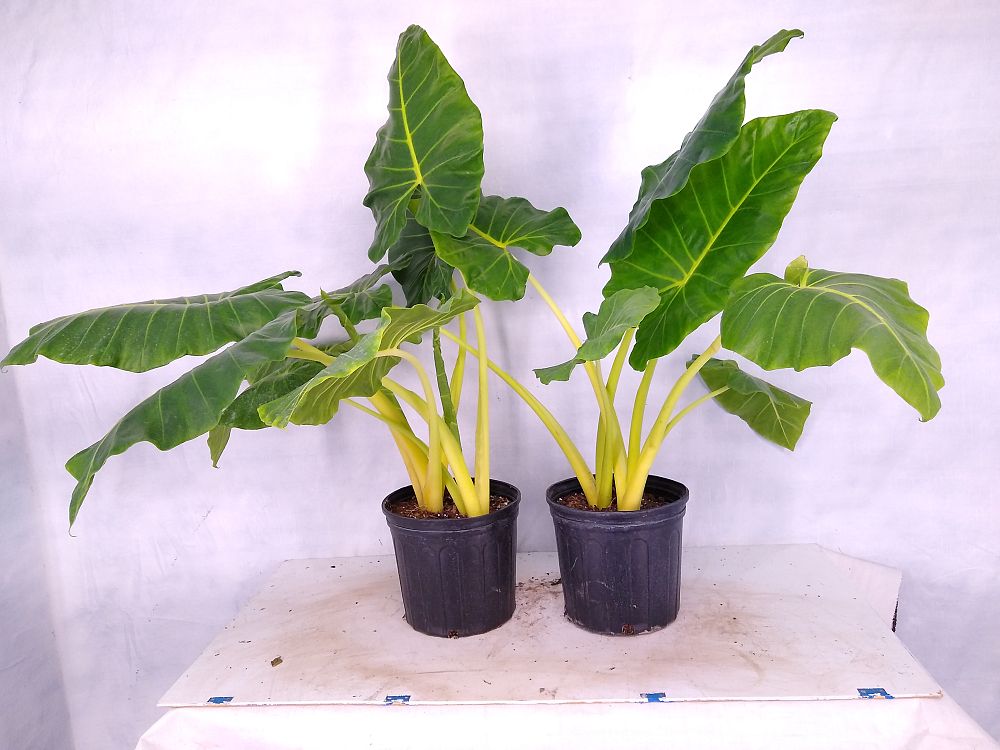 Buy Alocasia macrorrhiza 'Lutea', Elephant Ear, Yellow ...