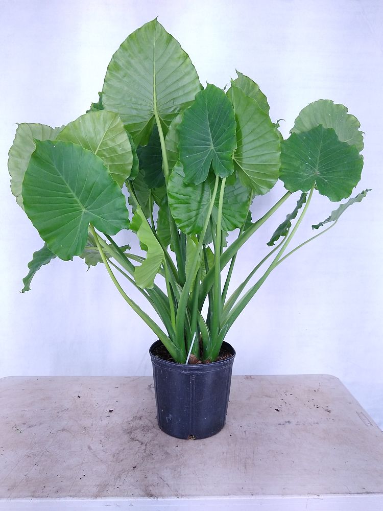 Buy Alocasia odora 'California', Elephant Ear | Free ...