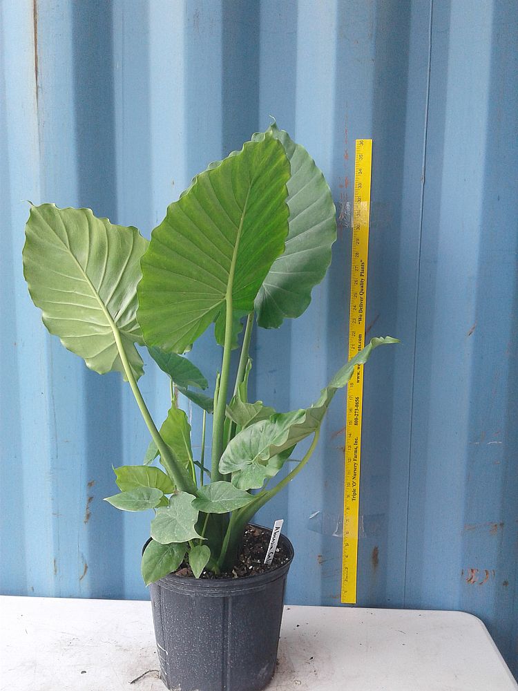Alocasia odora 'California', Elephant Ear | PlantVine
