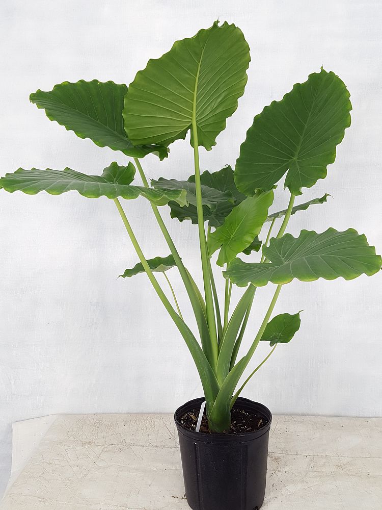 Buy Alocasia odora �California�, Elephant Ear Free