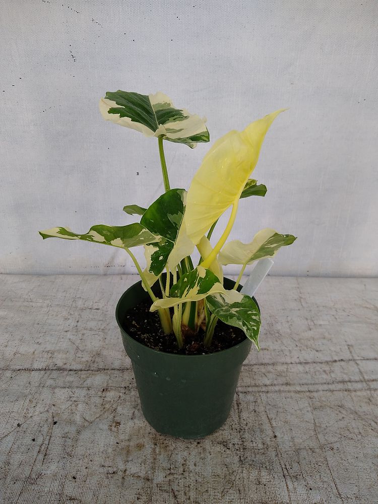 Buy Alocasia odora 'Variegata', Elephant Ear | Free ...