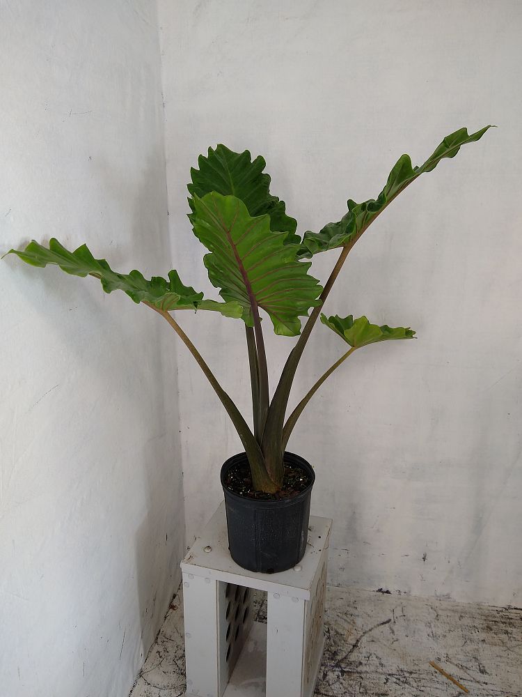 Alocasia Portora main image 1