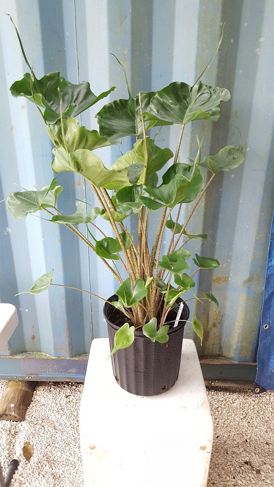 Buy Alocasia 'Stingray', Elephant Ear | Free Shipping over ...