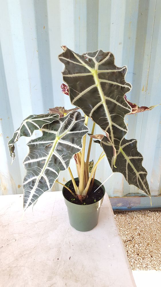 Buy Alocasia amazonica 'Polly', African Mask Elephant Ear | Free