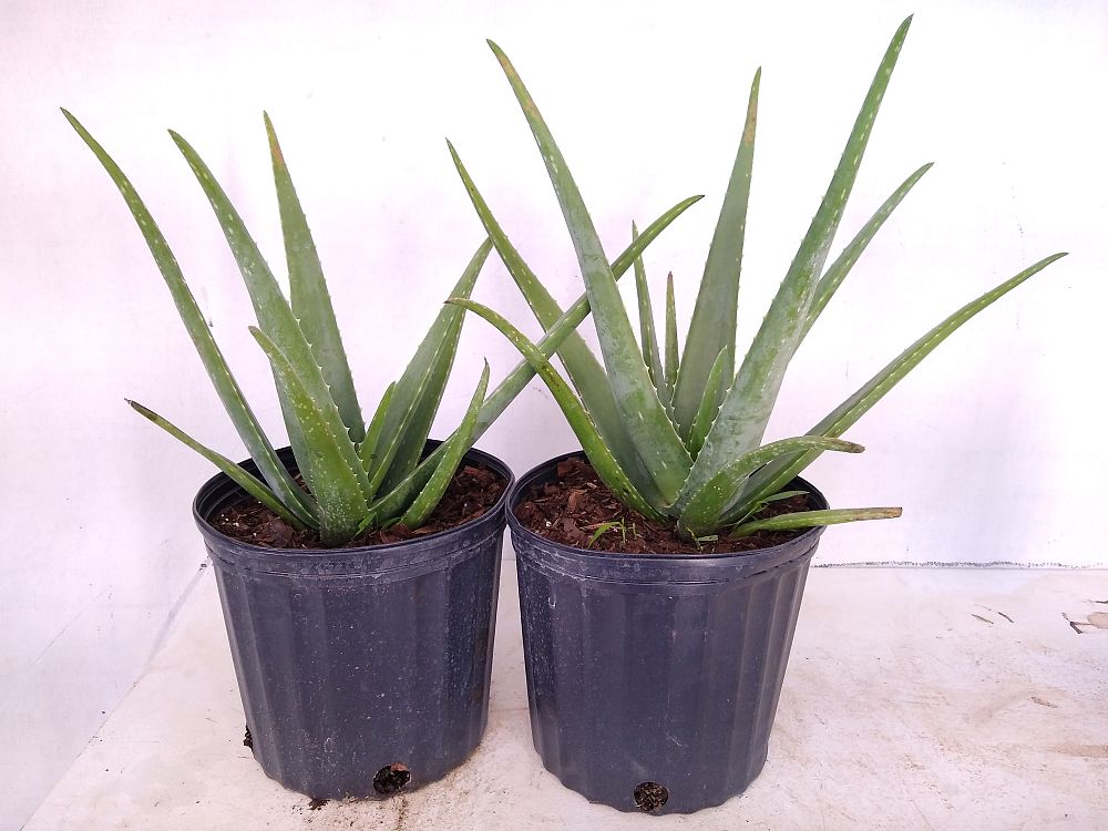 Buy Aloe vera, Medicinal Aloe Free Shipping over 100