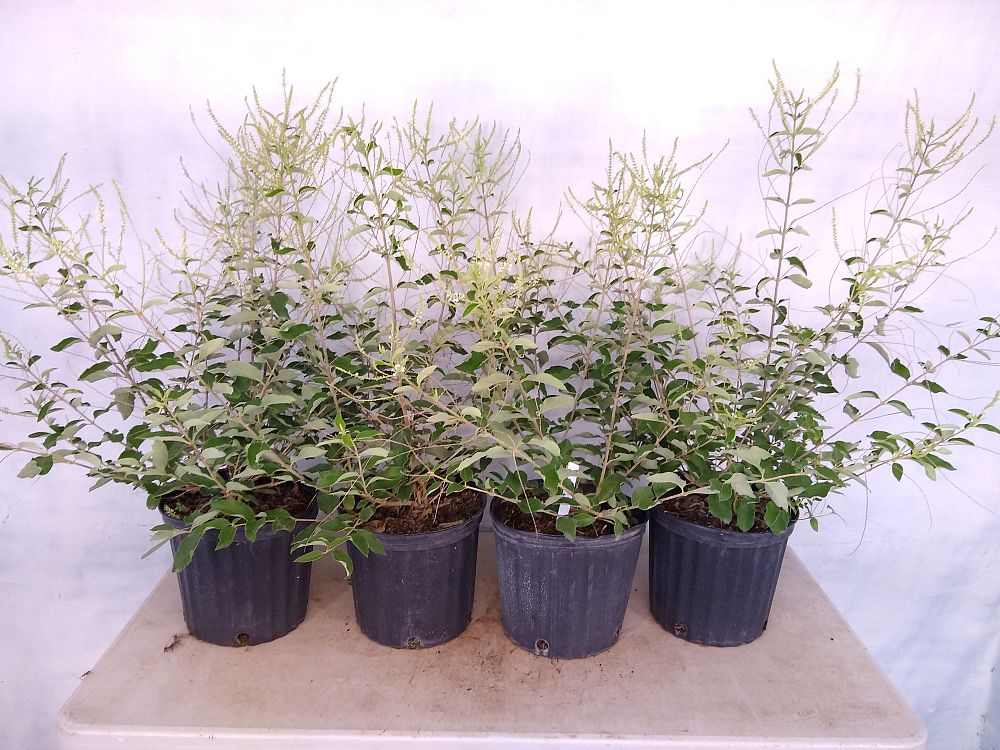 Buy Aloysia virgata, Sweet Almond Verbena, Incense Bush, Sweet Almond ...