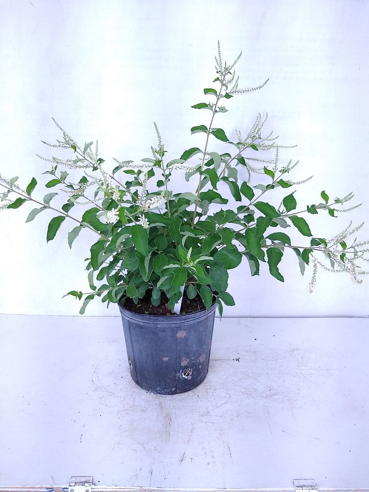 Buy Aloysia virgata, Sweet Almond Verbena, Incense Bush, Sweet Almond